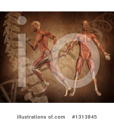 Human Anatomy Clipart #1313845 by KJ Pargeter