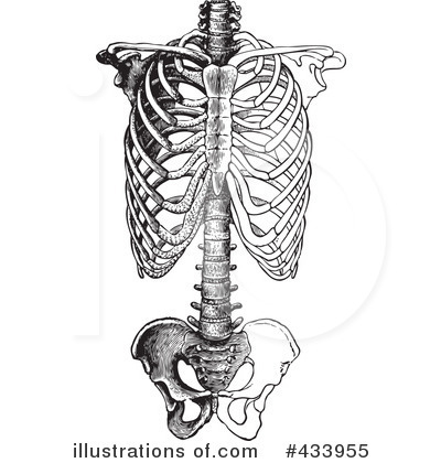 Skeleton Clipart #433955 by BestVector