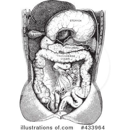 Digestive System Clipart #433964 by BestVector