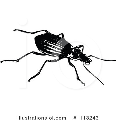 Beetle Clipart #1113243 by Prawny Vintage