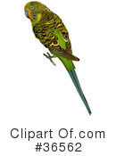 Birds Clipart #36562 by dero