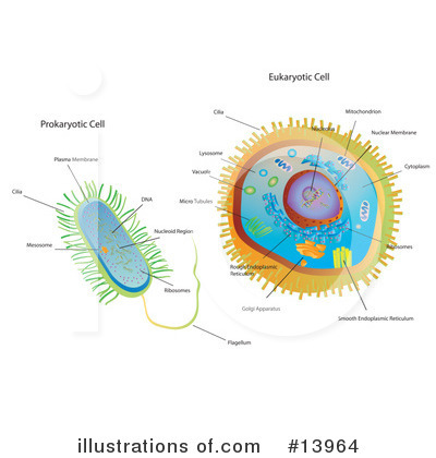 Cells Clipart #13964 by Rasmussen Images