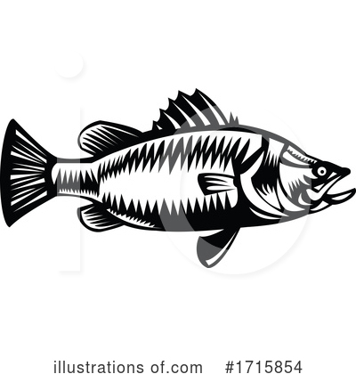 Barramundi Clipart #1715854 by patrimonio