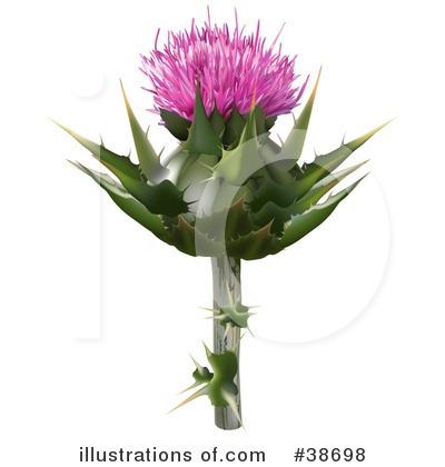 Thistle Clipart #38698 by dero