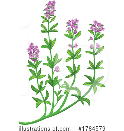 Herbs Clipart #1784579 by Vector Tradition SM