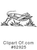 Grasshopper Clipart #62925 by LoopyLand