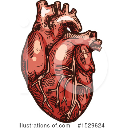 Human Heart Clipart #1529624 by Vector Tradition SM