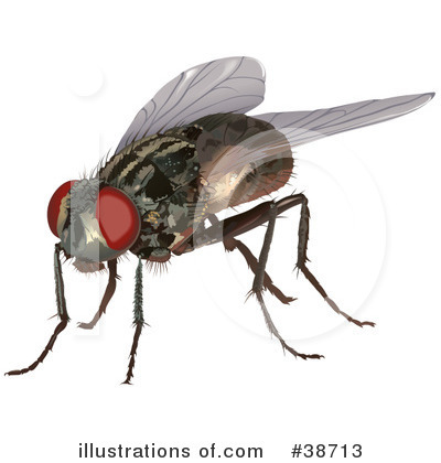 House Fly Clipart #38713 by dero