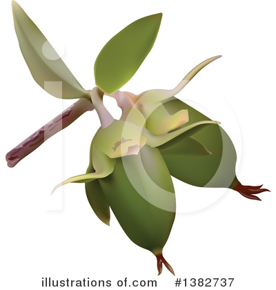 Royalty-Free (RF) Jojoba Clipart Illustration by dero - Stock Sample #1382737