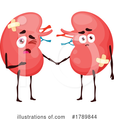 Kidney Clipart #1789844 by Vector Tradition SM