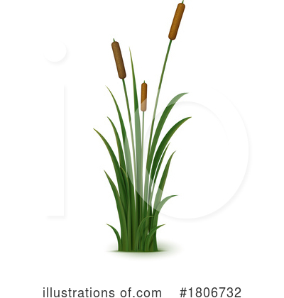 Cattail Clipart #1806732 by Vector Tradition SM
