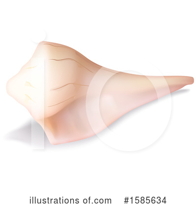 Shells Clipart #1585634 by dero