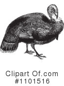 Turkey Bird Clipart #1101516 by BestVector