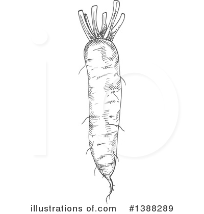 Daikon Radish Clipart #1388289 by Vector Tradition SM