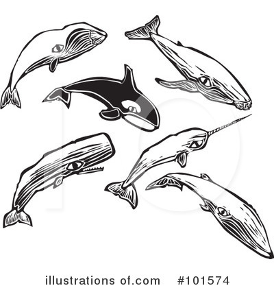 Whales Clipart #101574 by xunantunich