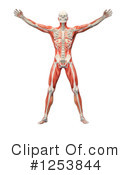 Anatomy Clipart #1253844 by Mopic