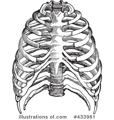 Anatomy Clipart #433955 - Illustration by BestVector