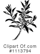 Botanical Clipart #1113794 by Prawny Vintage
