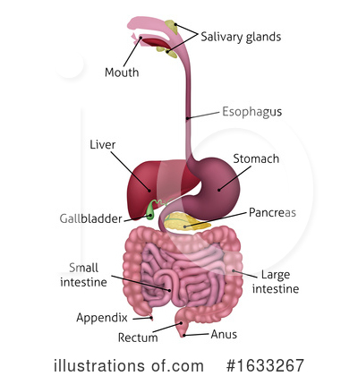 Digestive System Clipart #1637768 - Illustration by AtStockIllustration