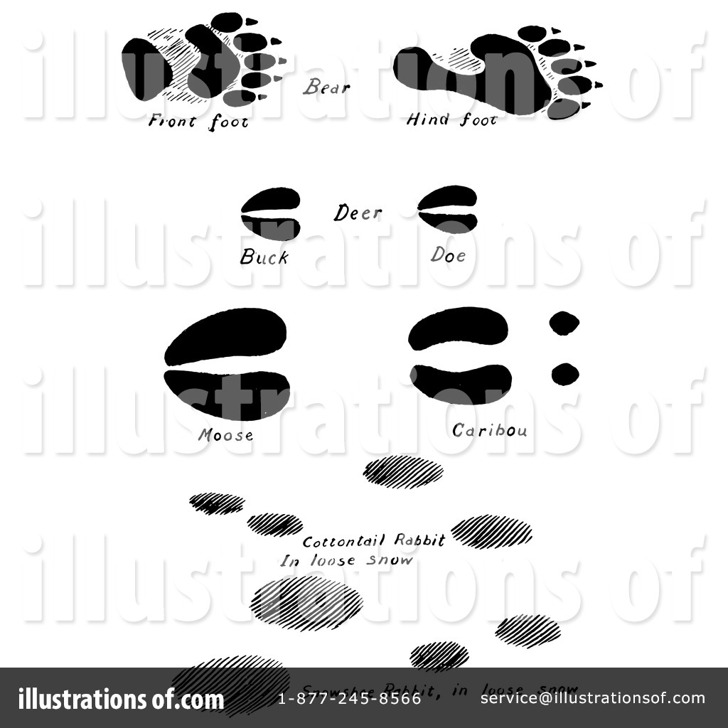 clipart of cottontail tracks