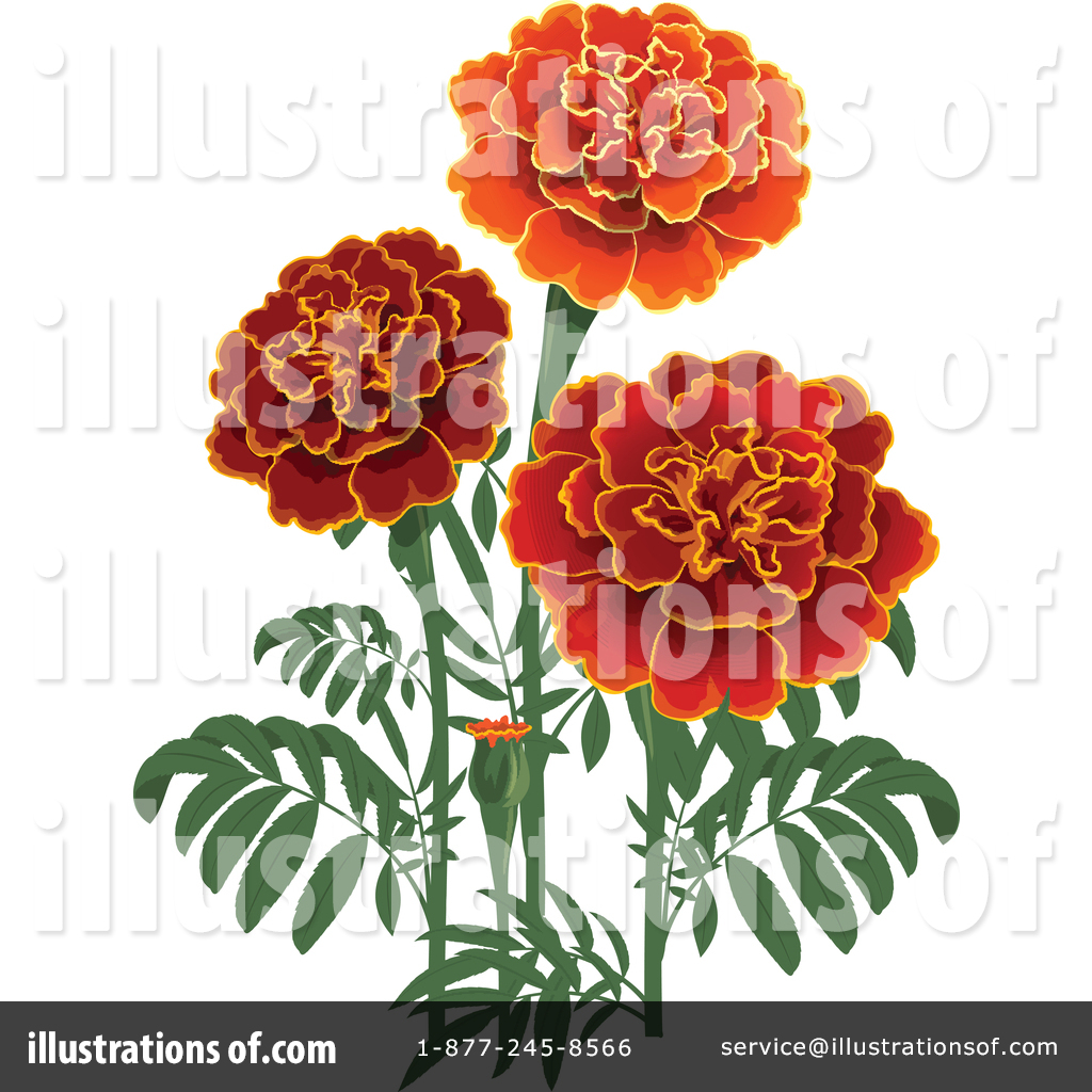 marigold flower clipart vector