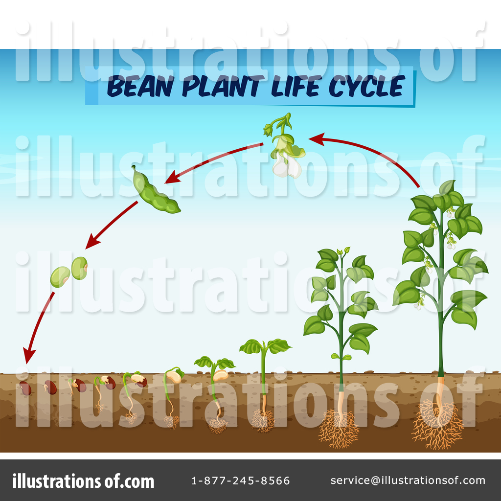 Plant Clipart #1552538 - Illustration by Graphics RF